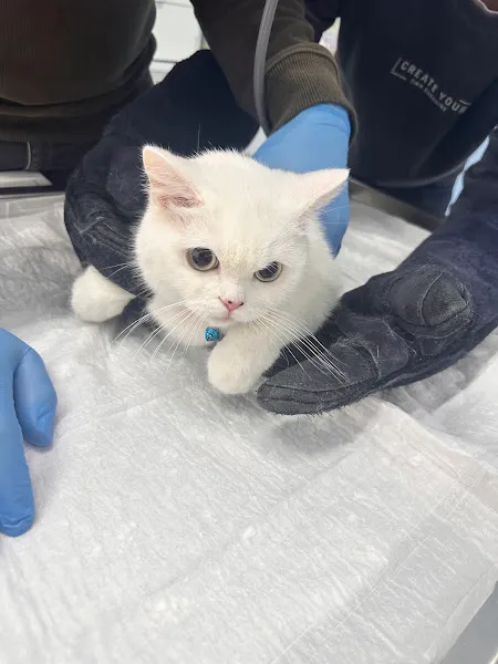 Altınoluk Veteriner Kliniği foto 2