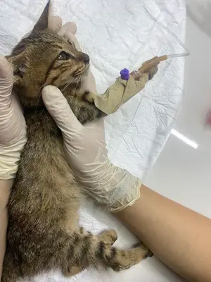 Meydankavağı ENTTA Veteriner Kliniği