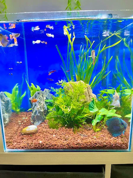 Fish Center Akvaryum foto 2