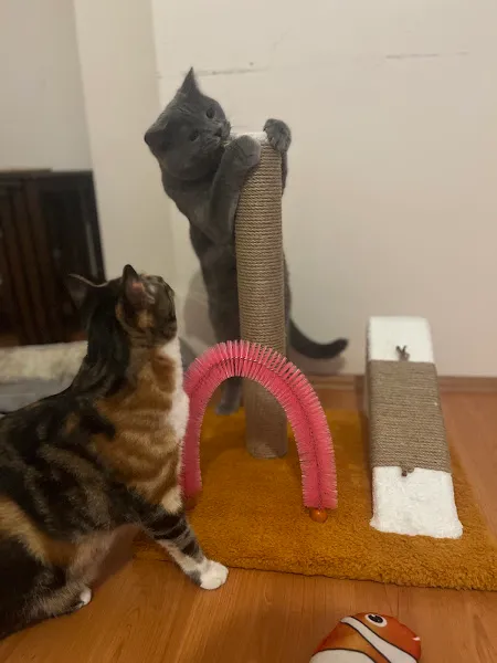 Kurtuluş PetShop foto 2