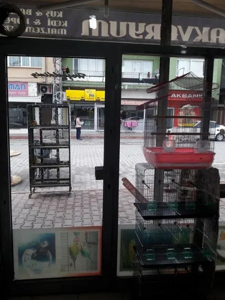 Asel İdil Akvaryum foto 2