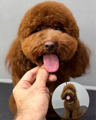 Mavişehir Pet Kuaförü