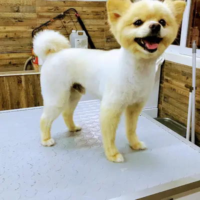 Lotus Pet Kuaför