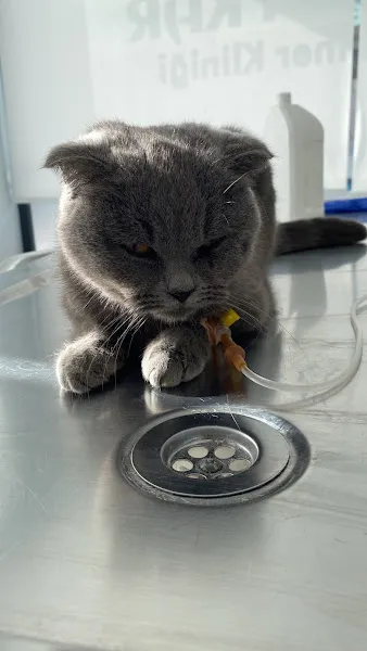 Hasan Kar Veteriner Kliniği foto 2