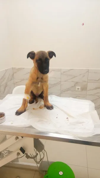 Vet Stop Veteriner Kliniği foto 2