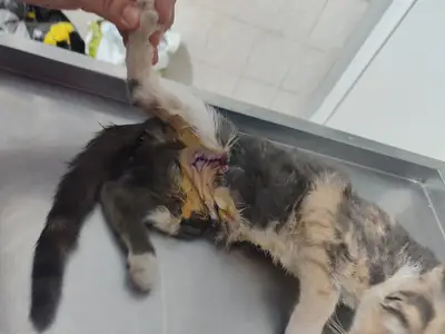 Girgin Veteriner Kliniği