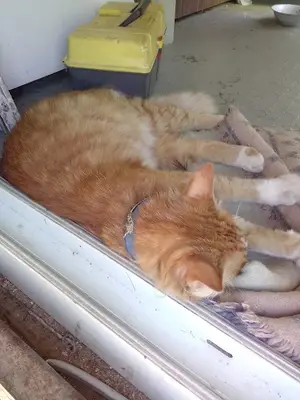 Sirius Veteriner Kliniği