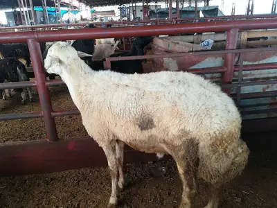 Canlı Hayvan Ticaret Merkezi
