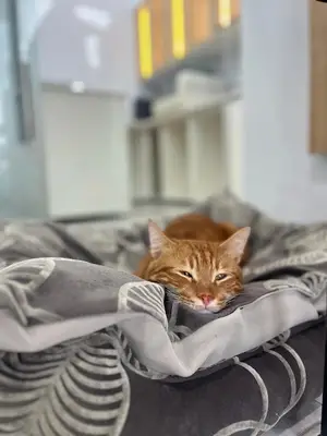 Fikirtepe Veteriner Kliniği