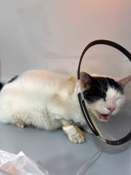 Fikirtepe Veteriner Kliniği foto 2
