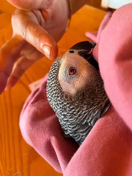PULSAR Pet ve Kuş veteriner kliniği -atakent -acil 7/24 Halkalı / Küçükçekmece foto 2