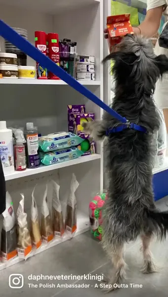 daphne veteriner kliniği foto 2