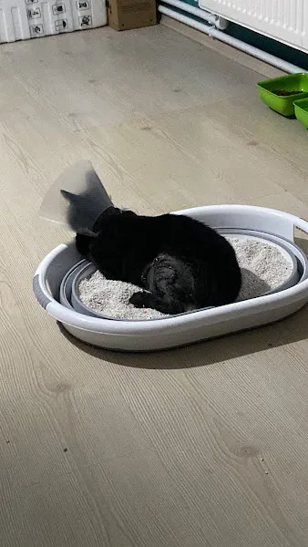 Vet11 Veteriner Kliniği foto 2