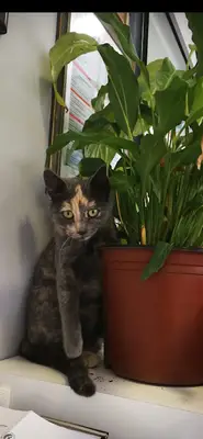 Ada Veteriner Klinigi Fethiye