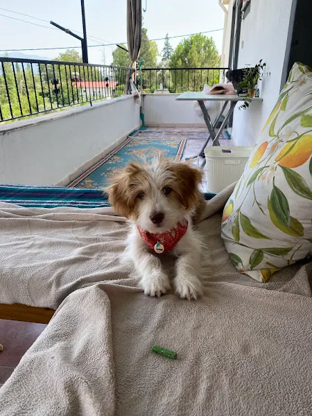 Ada Veteriner Klinigi Fethiye foto 2