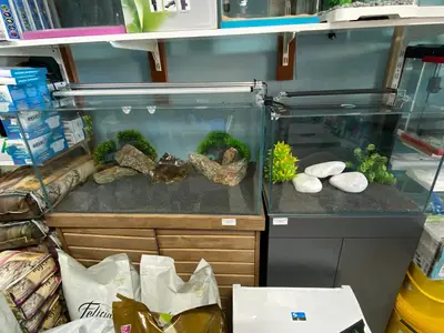 Bahceşehir Blue coral Petshop