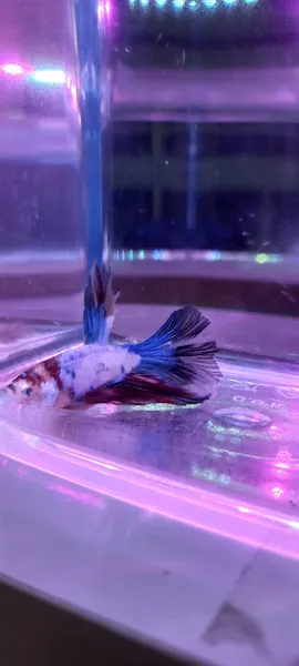 Bahceşehir Blue coral Petshop foto 2