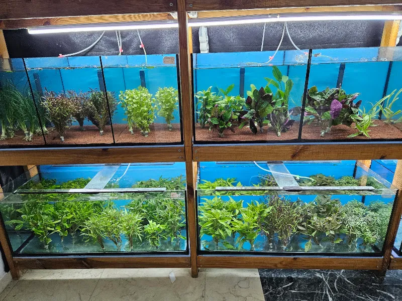 Özka petshop - akvaryum foto 2