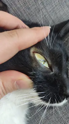 Forte Veteriner Kliniği