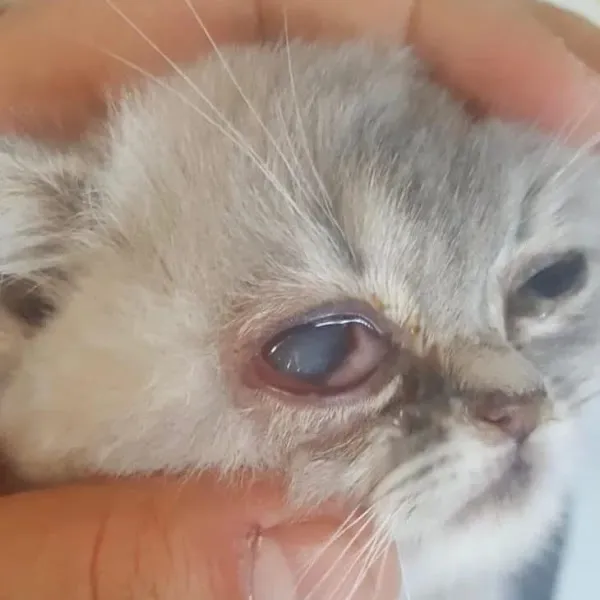 Rodosto Veteriner Kliniği foto 2