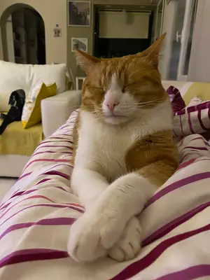 Kepez Anka Veteriner Kliniği