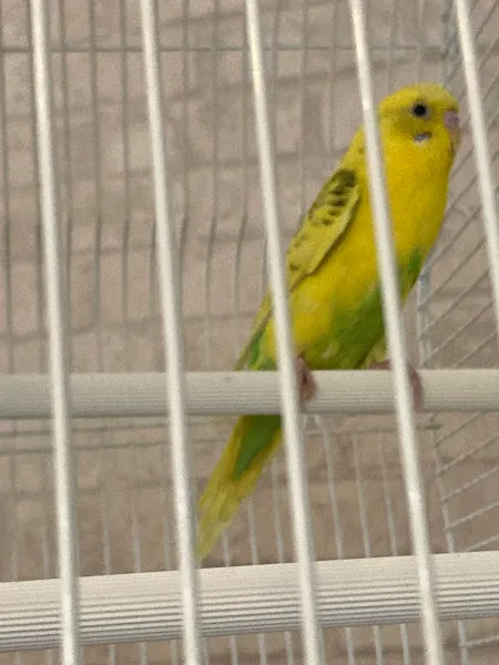 KUŞ CENNETİ foto 2