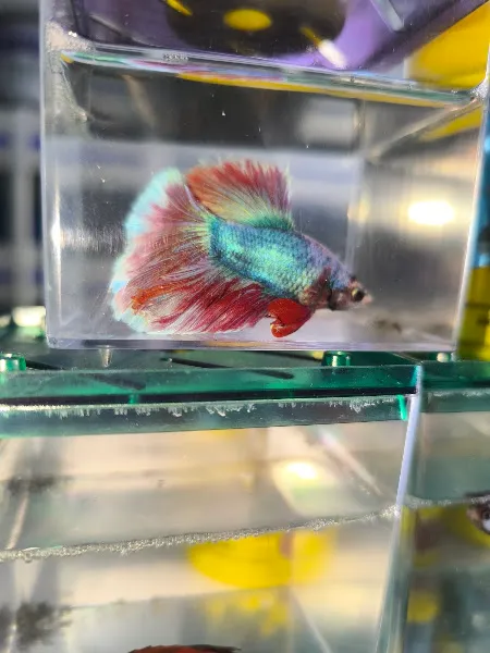 Tosun Petshop foto 2