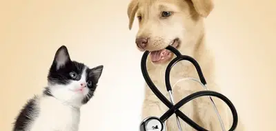 PET POİNT LARA VETERİNER KLİNİĞİ