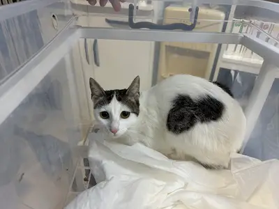 Dünya Veteriner Kliniği