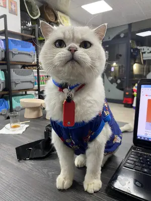 Petplus⁺ Veteriner Kliniği