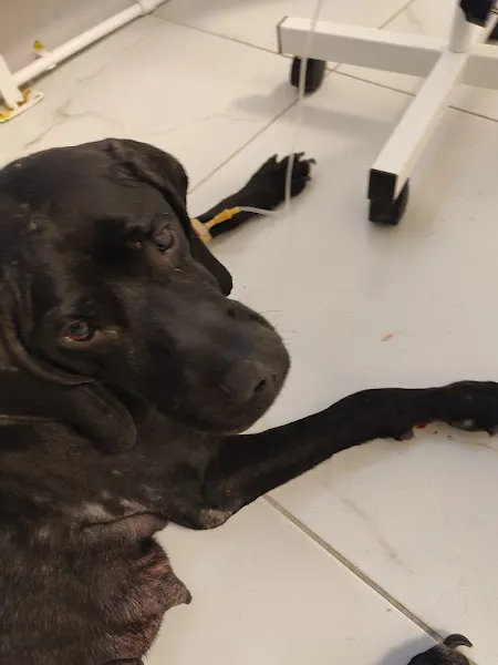 Karesi Rota Veteriner Kliniği foto 2
