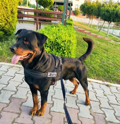 Side Anima Veteriner Kliniği