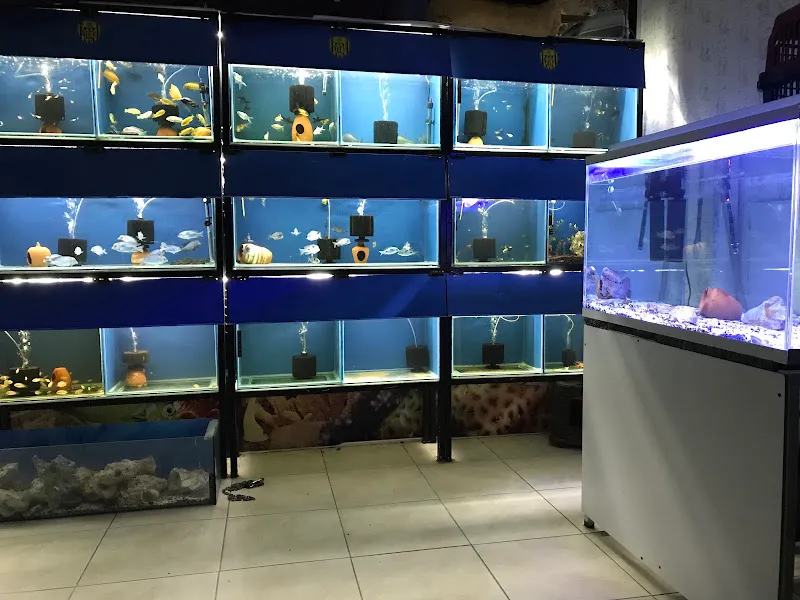 YAMAN AKVARYUM PETSHOP KEÇİÖREN foto 2