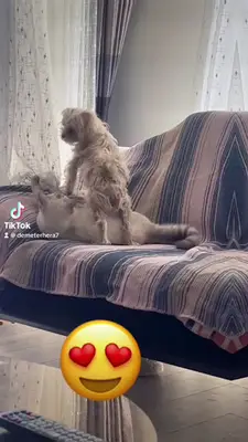Kıtır Pet Shop & Pet Kuaför