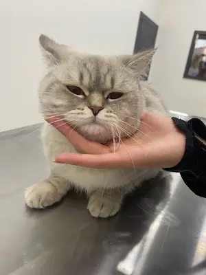 Kübra Yıldırım Veteriner Kliniği