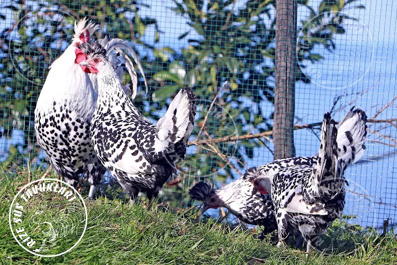 Rize Süs Tavukları foto 1