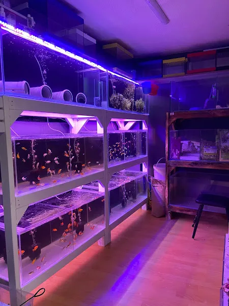 CASTİEL PET SHOP & AKVARYUM foto 2