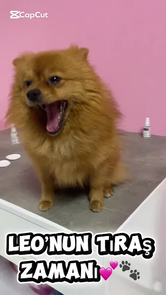 Pati Masalı Pet Shop & PET KUAFÖR foto 2