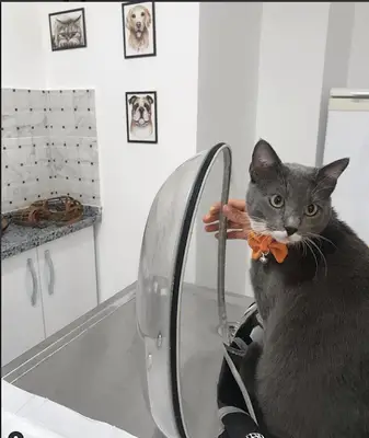 Merkez Veteriner Klinik