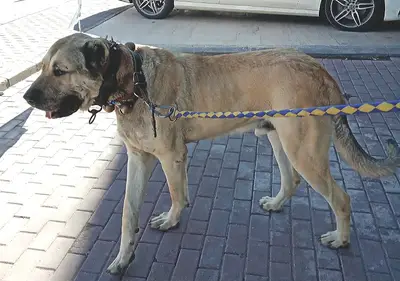 Asal Veteriner Kliniği
