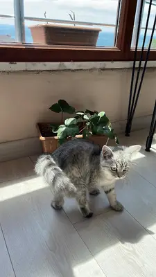 kumburgaz cadde veteriner kliniği