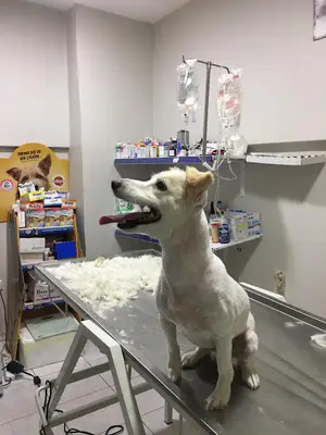 Karaca Veteriner Kliniği