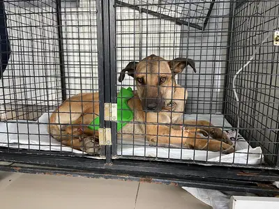 Veteriner Kliniği