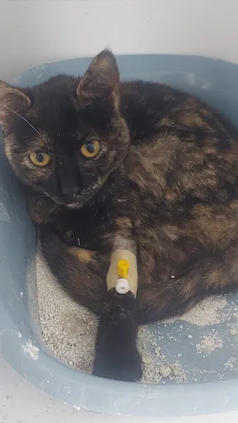 Milas Pınar Veteriner Kliniği foto 2