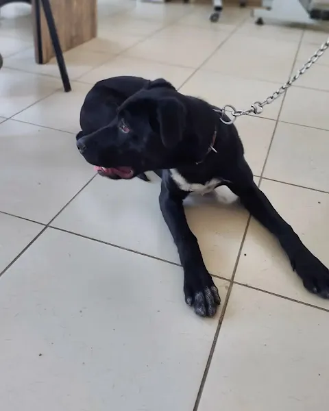 Miray Veternier Kliniği foto 2
