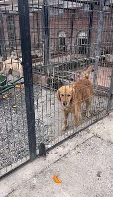 Tokat Belediyesi Canlı Hayvan Pazarı