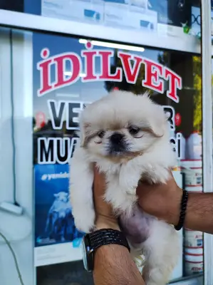 Hatay Veteriner Hekimler Odası