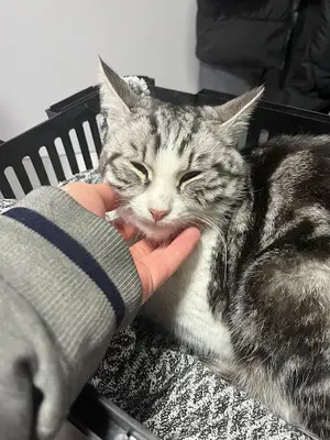 Çorum Vet19 Veteriner Kliniği