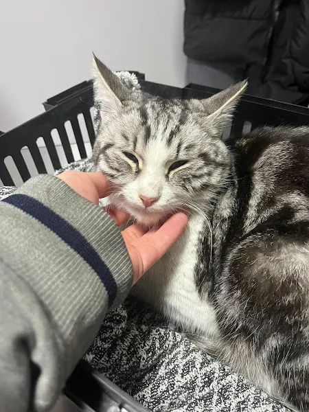 Çorum Vet19 Veteriner Kliniği foto 1