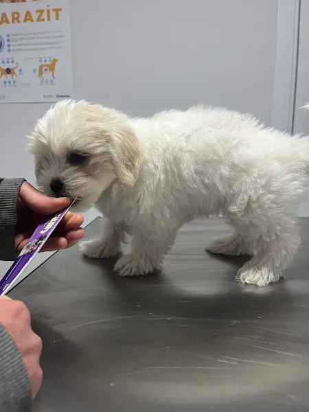 Çorum Vet19 Veteriner Kliniği foto 2